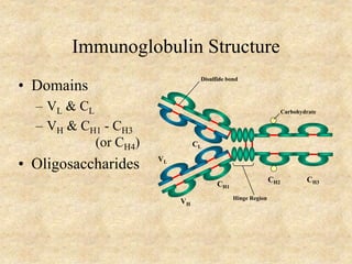Immunoglobulin Structure
• Domains
– VL & CL
– VH & CH1 - CH3
(or CH4)
• Oligosaccharides
CH1
VL
CL
VH
CH2 CH3
Hinge Region
Carbohydrate
Disulfide bond
 