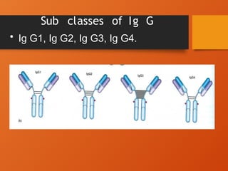 Basic Structure Ig immunoglobulins.pptx its structure and types | PPTX