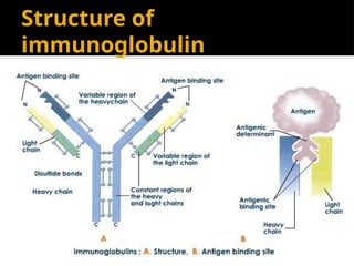 Structure and function of immunoglobulins | PPTX