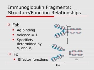 Immunoglobulin Fragments:
Structure/Function Relationships

   Fab                             Papain

       Ag binding
       Valence = 1
       Specificty
        determined by
        VH and VL
   Fc
        Effector functions                  Fc

                              Fab
 
