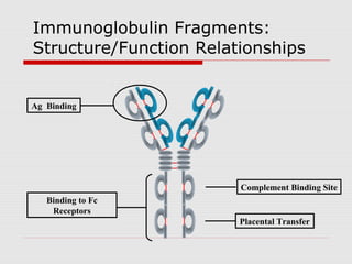 Immunoglobulin Fragments:
Structure/Function Relationships


Ag Binding




                        Complement Binding Site
   Binding to Fc
    Receptors
                        Placental Transfer
 