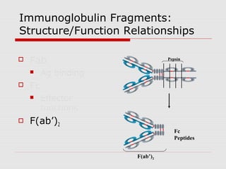 Immunoglobulin Fragments:
Structure/Function Relationships

   Fab                         Pepsin


        Ag binding
   Fc
        Effector
         functions
   F(ab’)2
                                   Fc
                                   Peptides


                      F(ab’)2
 