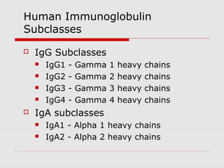 Human Immunoglobulin
Subclasses
   IgG Subclasses
       IgG1   -   Gamma   1   heavy   chains
       IgG2   -   Gamma   2   heavy   chains
       IgG3   -   Gamma   3   heavy   chains
       IgG4   -   Gamma   4   heavy   chains
   IgA subclasses
       IgA1 - Alpha 1 heavy chains
       IgA2 - Alpha 2 heavy chains
 