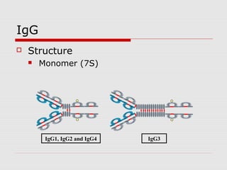 IgG
   Structure
       Monomer (7S)




         IgG1, IgG2 and IgG4   IgG3
 