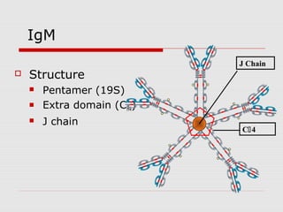 IgM
                             J Chain
   Structure
       Pentamer (19S)
       Extra domain (CH4)
       J chain
                             C4
 