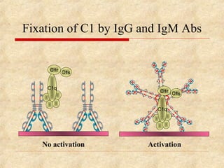 Fixation of C1 by IgG and IgM Abs


     C1r C1
            s


    C1q
                          C1r C1
                                 s


                         C1q




   No activation       Activation
 