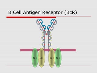 B Cell Antigen Receptor (BcR)




          Ig-   Ig-   Ig-   Ig-
 