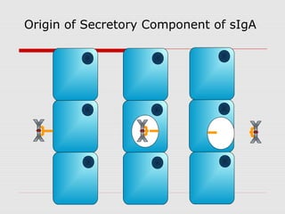 Origin of Secretory Component of sIgA
 