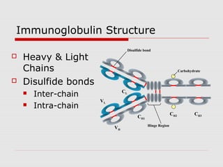 Immunoglobulin Structure
                                     Disulfide bond
   Heavy & Light
    Chains                                                            Carbohydrate

   Disulfide bonds
       Inter-chain             CL
                      VL
       Intra-chain
                                                                CH2           CH3
                                           CH1
                                                 Hinge Region
                           VH
 