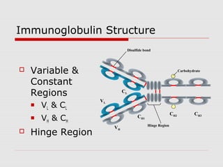 Immunoglobulin Structure
                                  Disulfide bond




   Variable &                                                     Carbohydrate


    Constant
    Regions                  CL
                   VL
       VL & CL
                                                             CH2           CH3
       VH & CH                         CH1
                                              Hinge Region
                        VH
   Hinge Region
 