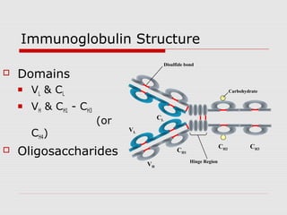 Immunoglobulin Structure
                                              Disulfide bond
   Domains
       VL & C L                                                               Carbohydrate


       VH & CH1 - CH3
                         (or             CL

        CH4)                   VL

                                                                         CH2           CH3
   Oligosaccharides                                CH1
                                                          Hinge Region
                                    VH
 