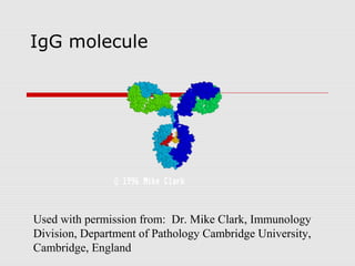 IgG molecule




Used with permission from: Dr. Mike Clark, Immunology
Division, Department of Pathology Cambridge University,
Cambridge, England
 
