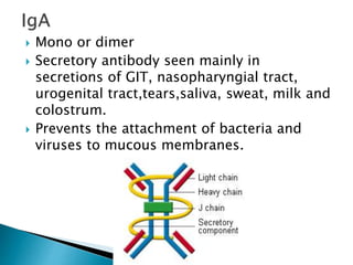  Mono or dimer
 Secretory antibody seen mainly in
secretions of GIT, nasopharyngial tract,
urogenital tract,tears,saliva, sweat, milk and
colostrum.
 Prevents the attachment of bacteria and
viruses to mucous membranes.
 