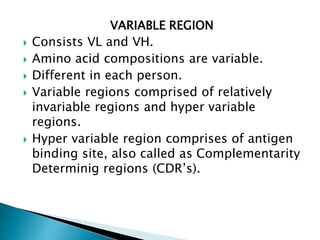 VARIABLE REGION
 Consists VL and VH.
 Amino acid compositions are variable.
 Different in each person.
 Variable regions comprised of relatively
invariable regions and hyper variable
regions.
 Hyper variable region comprises of antigen
binding site, also called as Complementarity
Determinig regions (CDR’s).
 