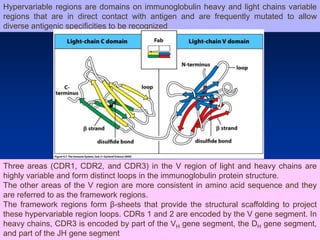 Hypervariable Segment Immunoglobulins A B D E G in Normal Health.ppt