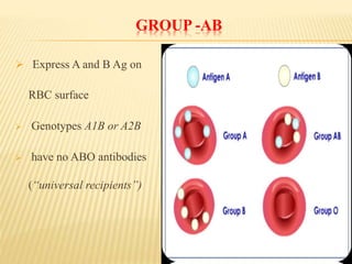 GROUP -AB
 Express A and B Ag on
RBC surface
 Genotypes A1B or A2B
 have no ABO antibodies
(“universal recipients”)
 