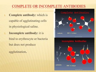COMPLETE OR INCOMPLETE ANTIBODIES
1. Complete antibody: which is
capable of agglutinating cells
in physiological saline.
2. Incomplete antibody: it is
bind to erythrocyte or bacteria
but does not produce
agglutination.
 