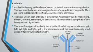 Antibody
• Antibodies belong to the class of serum proteins known as immunoglobulins.
The terms antibody and immunoglobuli...