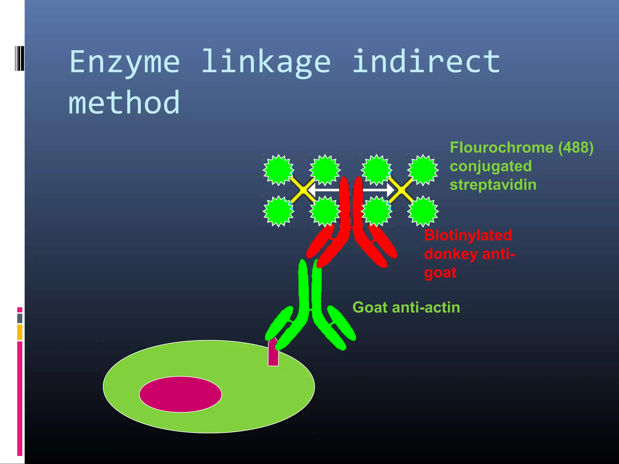Immunohistochemistry | PPT