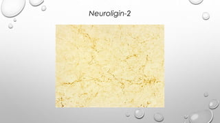 Neuroligin-2
 