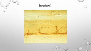 Serotonin
 