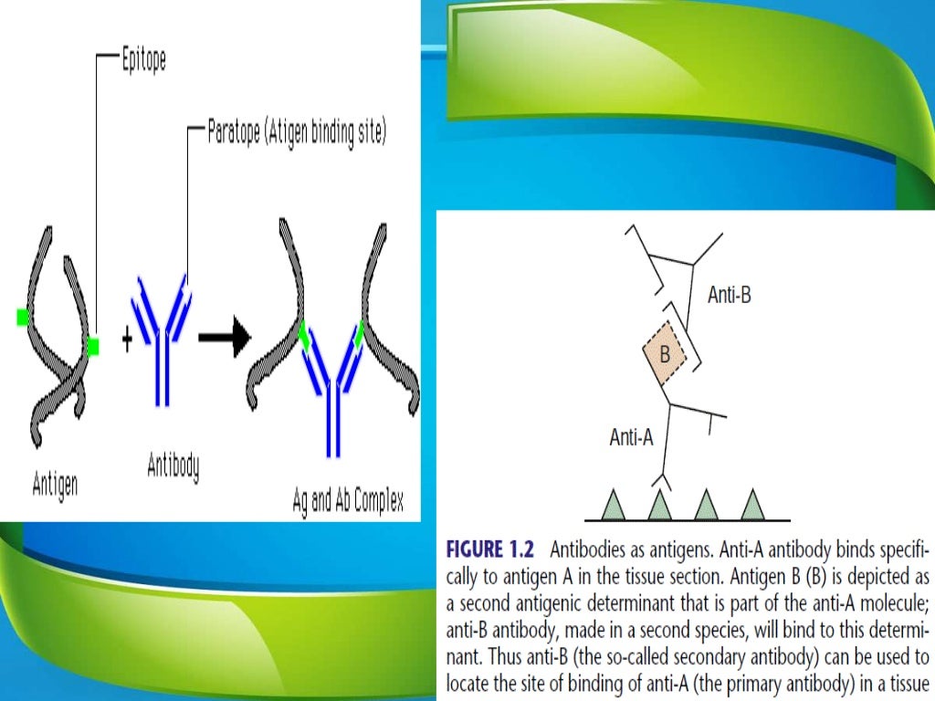 principle of Immunohistochemistry and its use in diagnostics