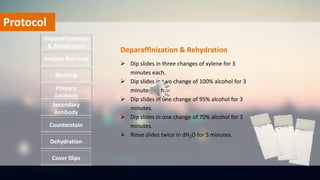 Protocol
 Dip slides in three changes of xylene for 3
minutes each.
 Dip slides in two change of 100% alcohol for 3
minutes each.
 Dip slides in one change of 95% alcohol for 3
minutes.
 Dip slides in one change of 70% alcohol for 3
minutes.
 Rinse slides twice in dH2O for 5 minutes.
Deparaffinization
& Rehydration
Antigen Retrieval
Blocking
Primary
Antibody
Secondary
Antibody
Dehydration
Counterstain
Cover Slips
Deparaffinization & Rehydration
 
