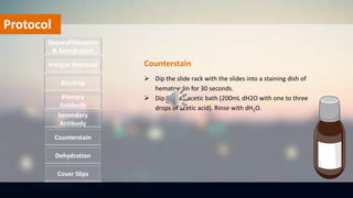 Protocol
 Dip the slide rack with the slides into a staining dish of
hematoxylin for 30 seconds.
 Dip into an acetic bath (200mL dH2O with one to three
drops of acetic acid). Rinse with dH2O.
Deparaffinization
& Rehydration
Antigen Retrieval
Blocking
Primary
Antibody
Secondary
Antibody
Dehydration
Counterstain
Cover Slips
Counterstain
 