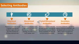 Polyclonal antibodies result
in greater staining and
excellent signal, but can
give false positives by
binding unwanted sites.
Polyclonal
Antibodies
Monoclonal antibodies have
a high specificity, reducing
the number of false positive
bindings, but often hive a
much weaker stain.
Monoclonal
Antibodies
Pooled monoclonal antibodies
also give excellent staining and
high specificity however there is
limited availability for those do
not bind noncompetitively.
Pooled Monoclonal
Antibodies
Secondary antibodies, against the
species of primary antibodies, will
be labeled with an enzyme like
HRP or biotin conjugated for
staining or amplifying signal.
Secondary
Antibodies
Selecting Antibodies
 