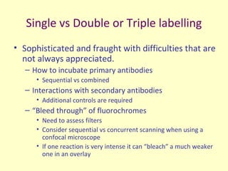 Labeling Triplicates Immunohistochemistry | PPT