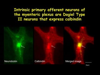 Immunohistochemistry | PPT