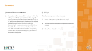 36
(A)ImmunofluorescenceMethod
 Coons andco-workers developed the IF technique in 1941. This
technique is used for the rapididentification ofan antigen by
exposing it toknown antibodies labeled with the fluorescent dye
(i.e., fluorochrome) which produces light when excited by alaser
(e.g. argon-ion laser). Specific antibody binding can be
determined by the production ofcharacteristic visible light and
detected by afluorescence microscope. Tables 1 and 2 show
some ofthe common fluorechromes andtheir corresponding
excitation (λex) andemission wavelengths (λem) fornuclear
staining andIF, respectively.
Detection
(I) Principle
The indirect staining process involves three steps
 Primaryantibody binds specifically totargetantigen
 Secondary antibody labeled with fluorophore binds toprimary
antibody
 Fluorophore is detected via microscopy
 