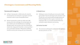 52
HaematoxylinCategories
 (a) Mayer’s Haematoxylin is reddish violet andis valued for
several properties: low staining time, no perception andmetal
membrane as well as nopost-staining differentiation.
 (b)Harris Haematoxylin is purple red, widely used in H&E
staining andhas these advantages: fast staining, brightcolor,
clear nucleolar stains andwell defined tissue morphology.
Although metallic oxide may float on the Harris haematoxylin
solution after along period oftime, filter is unnecessary before
use as no perception will appear. Differentiation andbluing
should be carried out after staining with Harris Haematoxylin.
Chromogens, Counterstains and Mounting Media
ii) MethylGreen
 Methyl green consists of metallic green microcrystals orbright
green powders. It becomes bluish green when dissolved in water.
This basic dye can be easily bounded with highly polymerized
DNA andchanges the nucleus togreen. Counterstain with
methyl green takes 2 to5 min which should be followed by
washing the sample, dehydration andmounting.
(iii) Nuclear Fast Red
 This counterstain will change the nucleus tored after applying to
the tissue section for2 to 5min.
 