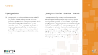 58
(D)Isotype Controls
 Isotype controls areantibodies ofthe same isotype (e.g. IgG2,
IgY), clonality, conjugate andhost species as the primary
antibody, targeting amolecule that is notpresent in your sample.
For example, the targetis generally achemical ora non-
mammalian protein. If used, incubate yoursamples with the
isotype control antibody ratherthan the specific primary
antibody (The concentrations andexperimental conditions
between the primaryandisotype control antibodies arethe
same).
Controls
E)EndogenousControl for Transfected CellLines
If yourexperiment involves testing ofrecombinant protein, it is
suggested that you include endogenous (non-transfected) positive
controls tovalidate yourresults andprovethat yourantibodies are
working. Detection of recombinant proteins presents a few challenges
that should be considered. First, the recombinant protein may fold
differently than the native form which could prevent the antibody from
accessing its targetepitope. This is especially common in cases with
tagged proteins. With this in mind,tags should always be placed on
either the N orC terminus ofthe recombinant protein. Secondly, it is
important tomake sure that the recombinant protein contains the
immunogen sequence for yourantibody.
 