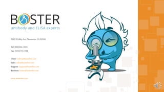 3942 B Valley Ave, Pleasanton, CA,94566
Tel: (888)466-3604
Fax: (925)215-2184
Order: orders@bosterbio.com
Sales: sales@bosterbio.com
Support: support@bosterbio.com
Business: boster@bosterbio.com
www.bosterbio.com
 