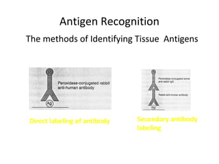 Antigen Recognition
Direct labeling of antibody Secondary antibody
labeling
The methods of Identifying Tissue Antigens
 
