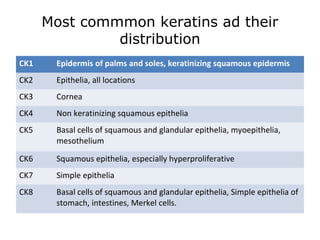 Most commmon keratins ad their
distribution
CK1 Epidermis of palms and soles, keratinizing squamous epidermis
CK2 Epithelia, all locations
CK3 Cornea
CK4 Non keratinizing squamous epithelia
CK5 Basal cells of squamous and glandular epithelia, myoepithelia,
mesothelium
CK6 Squamous epithelia, especially hyperproliferative
CK7 Simple epithelia
CK8 Basal cells of squamous and glandular epithelia, Simple epithelia of
stomach, intestines, Merkel cells.
 