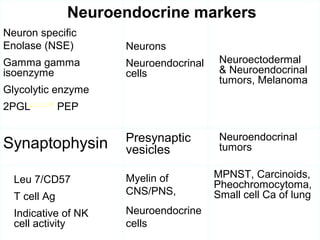 Neuron specific
Enolase (NSE)
Gamma gamma
isoenzyme
Glycolytic enzyme
2PGL PEP
Neurons
Neuroendocrinal
cells
Neuroectodermal
& Neuroendocrinal
tumors, Melanoma
Synaptophysin Presynaptic
vesicles
Neuroendocrinal
tumors
Leu 7/CD57
T cell Ag
Indicative of NK
cell activity
Myelin of
CNS/PNS,
Neuroendocrine
cells
MPNST, Carcinoids,
Pheochromocytoma,
Small cell Ca of lung
Neuroendocrine markers
 