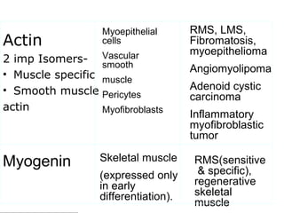 Actin
2 imp Isomers-
• Muscle specific
• Smooth muscle
actin
Myoepithelial
cells
Vascular
smooth
muscle
Pericytes
Myofibroblasts
RMS, LMS,
Fibromatosis,
myoepithelioma
Angiomyolipoma
Adenoid cystic
carcinoma
Inflammatory
myofibroblastic
tumor
Myogenin Skeletal muscle
(expressed only
in early
differentiation).
RMS(sensitive
& specific),
regenerative
skeletal
muscle
 