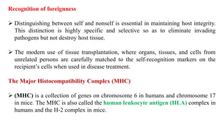 Recognition of foreignness
➢ Distinguishing between self and nonself is essential in maintaining host integrity.
This distinction is highly specific and selective so as to eliminate invading
pathogens but not destroy host tissue.
➢ The modern use of tissue transplantation, where organs, tissues, and cells from
unrelated persons are carefully matched to the self-recognition markers on the
recipient’s cells when used in disease treatment.
The Major Histocompatibility Complex (MHC)
➢ (MHC) is a collection of genes on chromosome 6 in humans and chromosome 17
in mice. The MHC is also called the human leukocyte antigen (HLA) complex in
humans and the H-2 complex in mice.
 