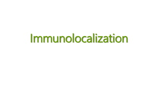 Immunolocalization
 