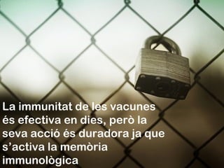 La immunitat de les vacunes és efectiva en dies, però la seva acció és duradora ja que s’activa la memòria immunològica 