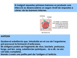 Si malgrat aquestes primeres barreres es produeix una infecció es desencadena un segon nivell de respostes a càrrec de les barreres internes. ANTÍGEN Qualsevol substància que, introduïda en el cos de l’organisme, pot provocar la formació d’anticossos. Els antígens poden ser fragments de virus, bacteris, protozous, fongs, pol·len, sang, substàncies químiques... és a dir, no són cèl·lules completes.  Només s’uneix una petita part de l’antígen a l’anticòs.  