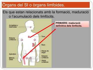 Òrgans del SI o òrgans limfoides.
Els que estan relacionats amb la formació, maduració
o l’acumulació dels limfòcits.
PRIMARIS: maduració
definitiva dels limfòcits.
 