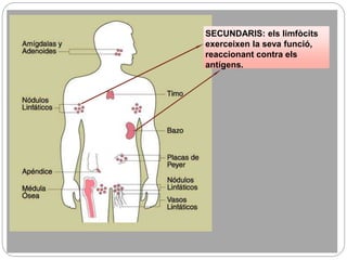 SECUNDARIS: els limfòcits
exerceixen la seva funció,
reaccionant contra els
antígens.
 