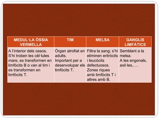 MEDUL·LA ÒSSIA
VERMELLA
TIM MELSA GANGLIS
LIMFÀTICS
A l’interior dels ossos.
S’hi troben les cèl·lules
mare, es transformen en
limfòcits B o van al tim i
es transformen en
limfòcits T.
Òrgan atrofiat en
adults.
Important per a
desenvolupar els
limfòcits T.
Filtra la sang; s’hi
eliminen eritròcits
i leucòcits
defectuosos.
Zones riques
amb limfòcits T i
altres amb B.
Semblant a la
melsa.
A les engonals,
axil·les,….
 