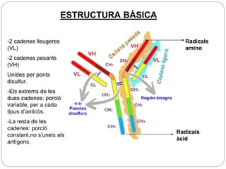 ESTRUCTURA BÀSICA
Radicals
amino
Radicals
àcid
-2 cadenes lleugeres
(VL)
-2 cadenes pesants
(VH)
Unides per ponts
disulfur.
-Els extrems de les
dues cadenes: porció
variable, per a cada
tipus d’anticòs.
-La resta de les
cadenes: porció
constant,no s’uneix als
antígens.
 