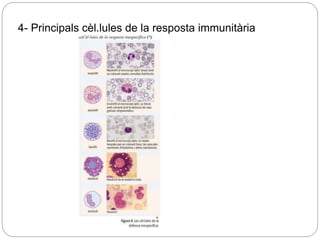 4- Principals cèl.lules de la resposta immunitària
 