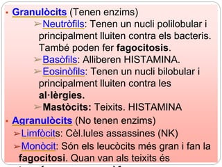 ▪ Granulòcits (Tenen enzims)
➢Neutròfils: Tenen un nucli polilobular i
principalment lluiten contra els bacteris.
També poden fer fagocitosis.
➢Basòfils: Alliberen HISTAMINA.
➢Eosinòfils: Tenen un nucli bilobular i
principalment lluiten contra les
al·lèrgies.
➢Mastòcits: Teixits. HISTAMINA
▪ Agranulòcits (No tenen enzims)
➢Limfòcits: Cèl.lules assassines (NK)
➢Monòcit: Són els leucòcits més gran i fan la
fagocitosi. Quan van als teixits és
 