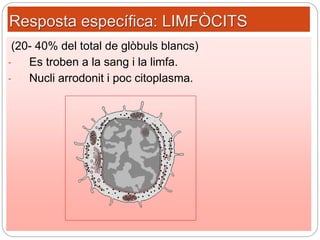 Resposta específica: LIMFÒCITS
(20- 40% del total de glòbuls blancs)
- Es troben a la sang i la limfa.
- Nucli arrodonit i poc citoplasma.
 